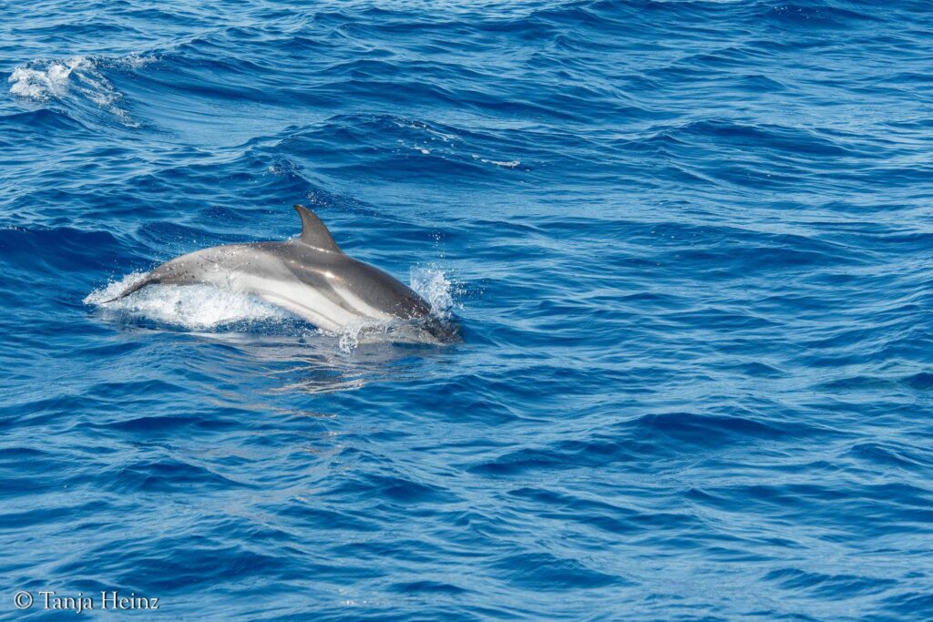 Blau-weißer Delfin im Mittelmeer