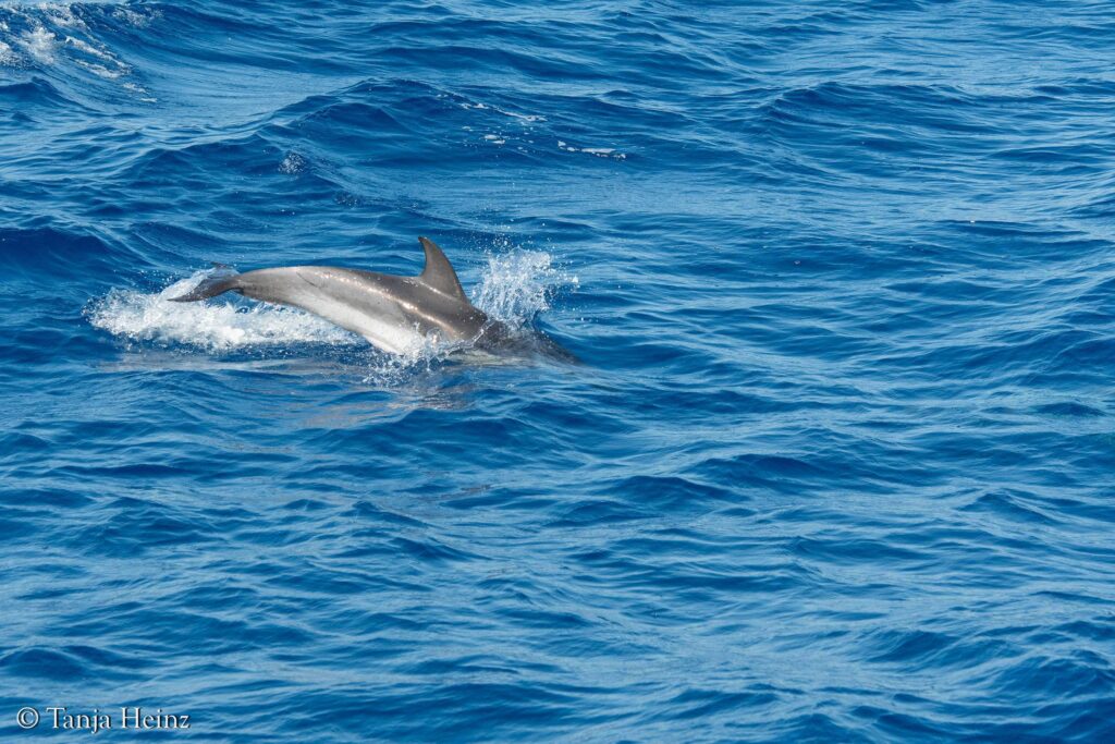 Blau-weißer Delfin im Mittelmeer