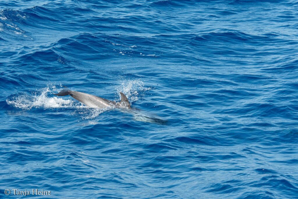 Blau-weißer Delfin im Mittelmeer
