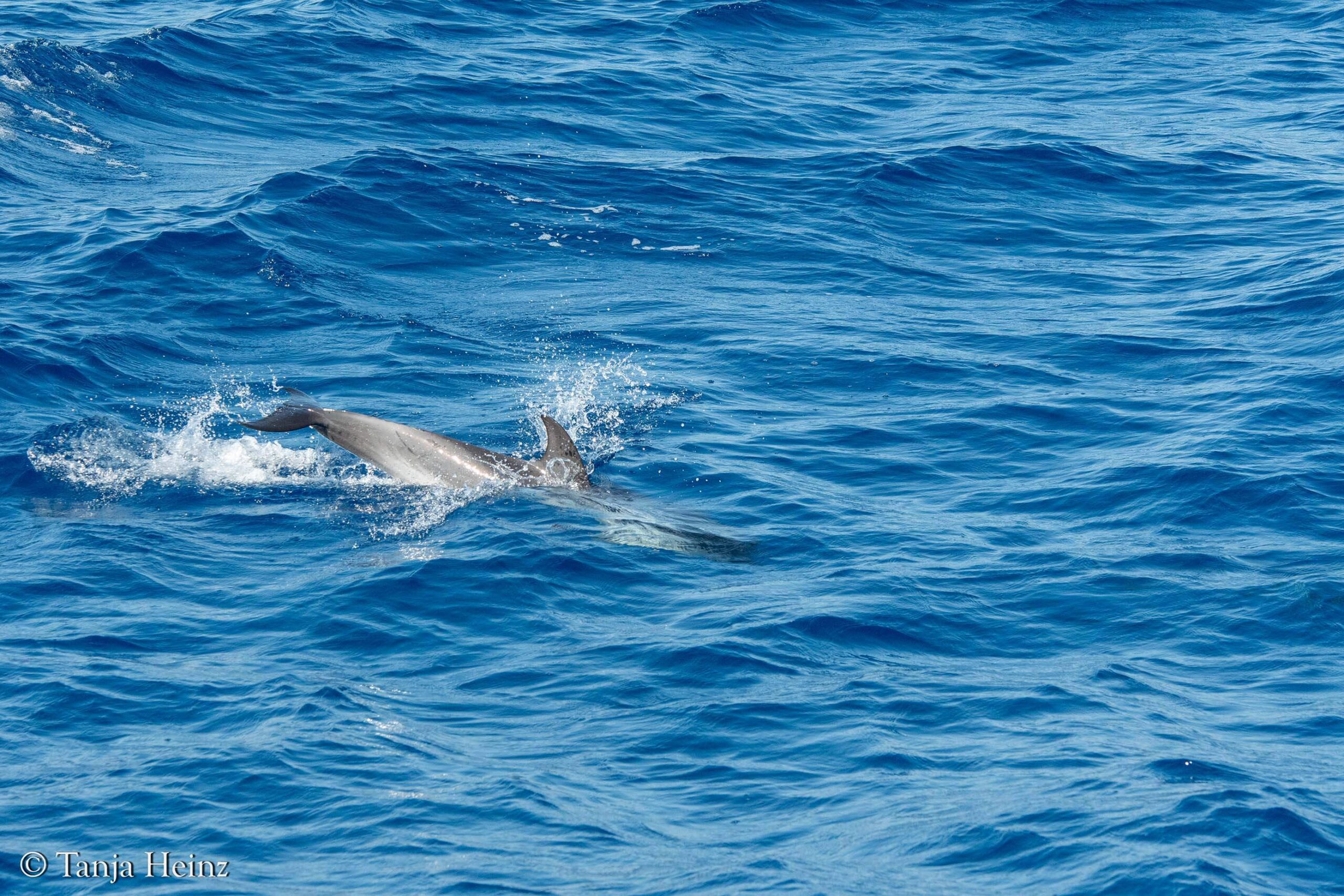 striped dolphins in the Mediterranean Sea
