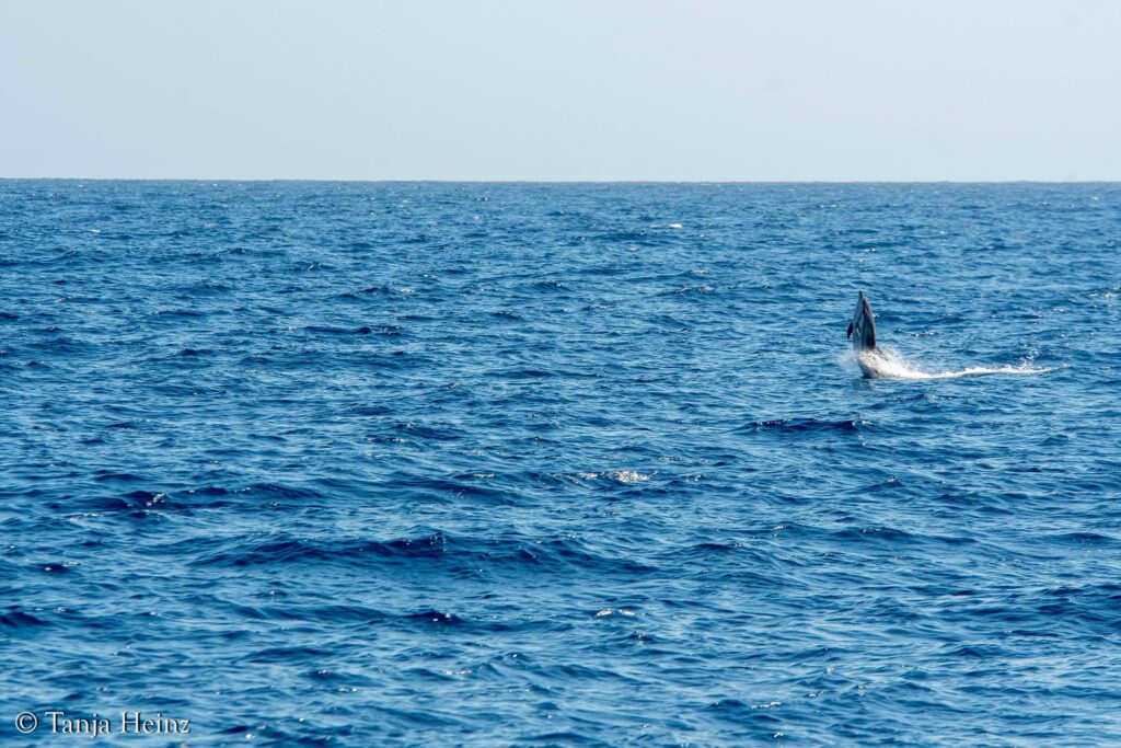 Blau-weißer Delfin im Mittelmeer