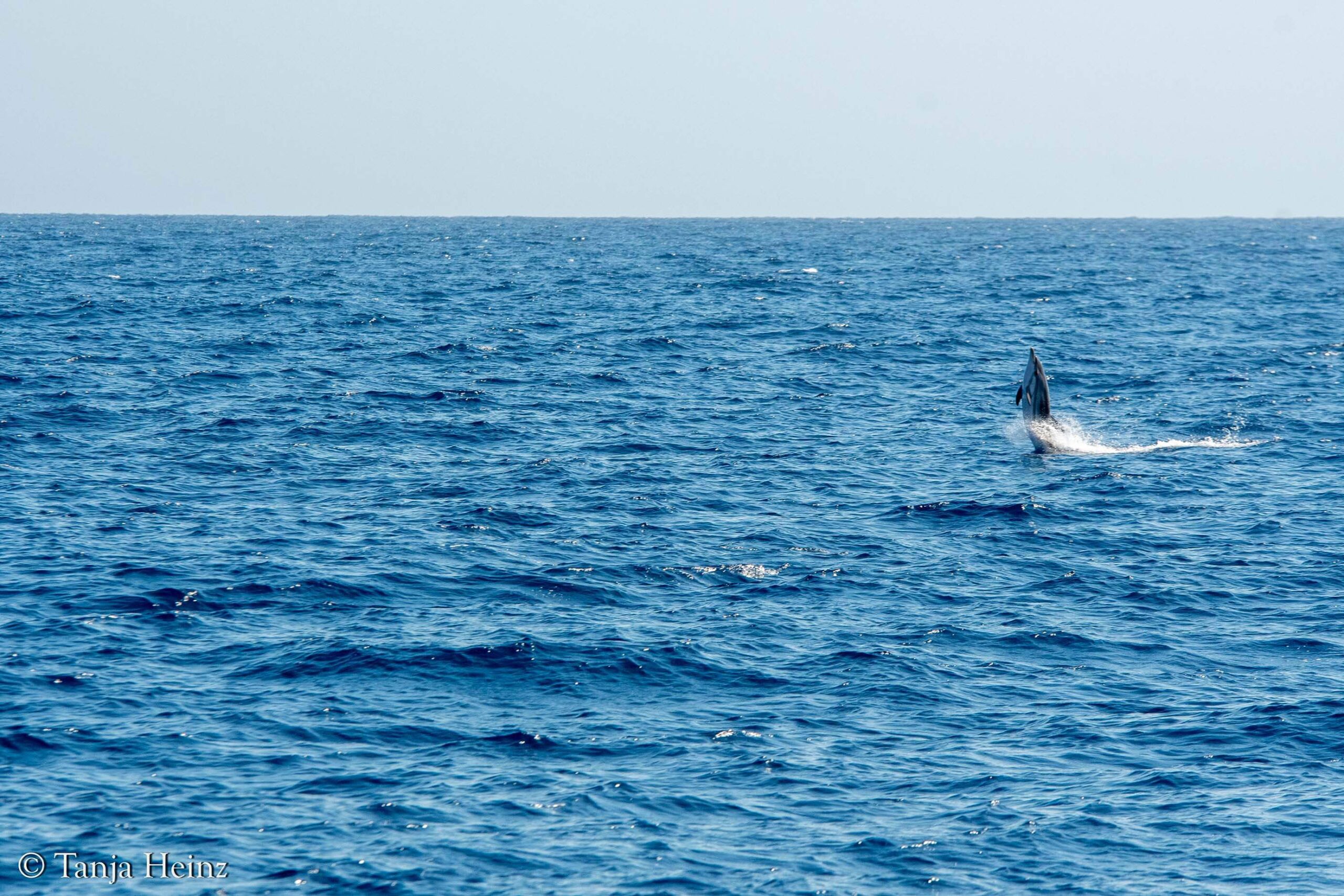 striped dolphins in the Mediterranean Sea