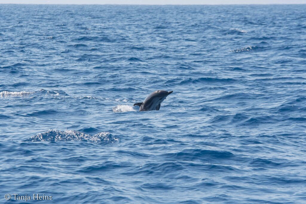Blau-weißer Delfin im Mittelmeer