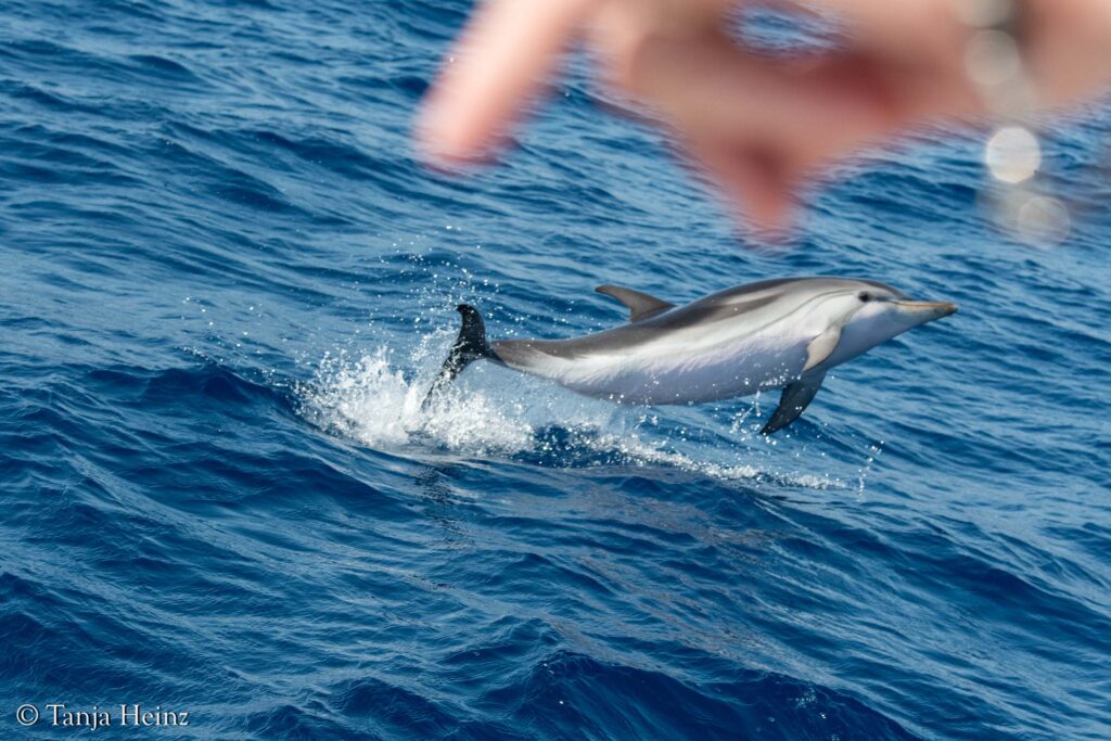 Wale und Delfine im Mittelmeer