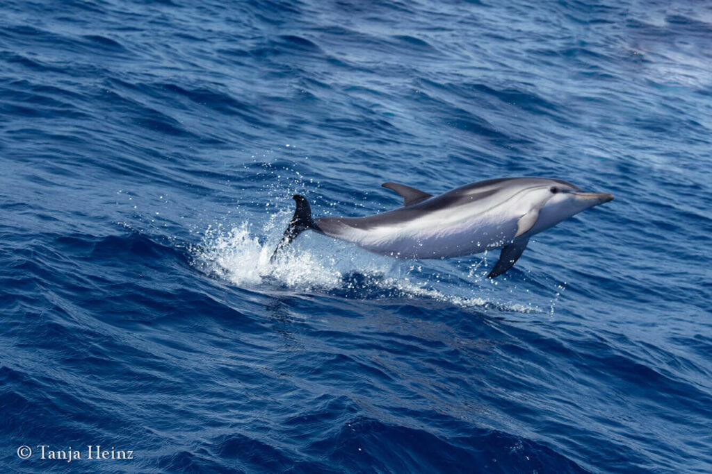 Wale und Delfine im Mittelmeer