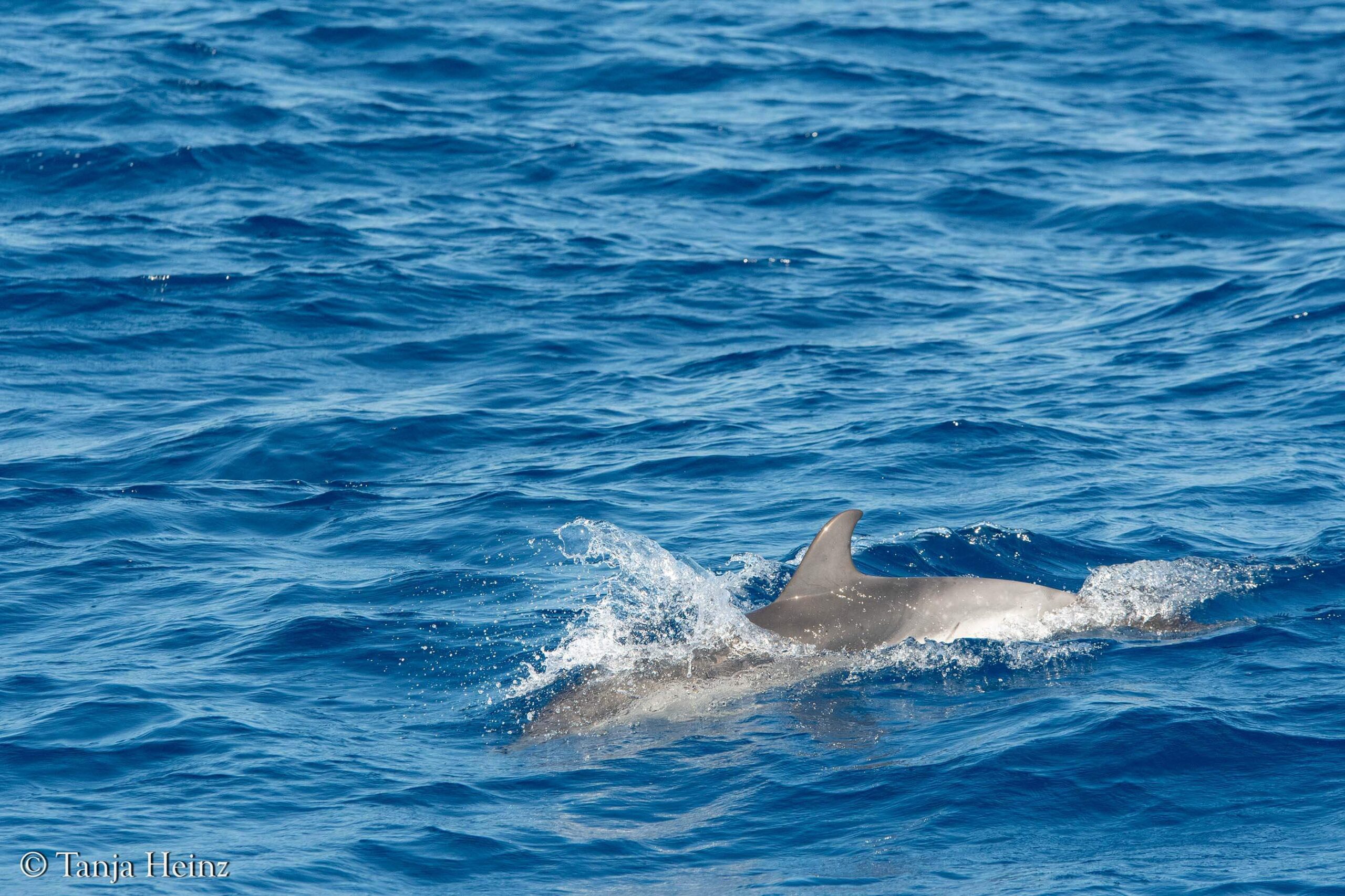 whales and dolphins in the Mediterranean Sea