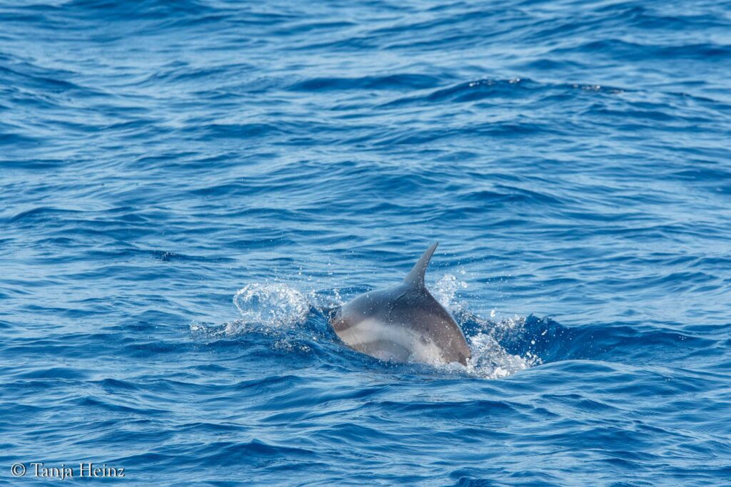 Wale und Delfine im Mittelmeer