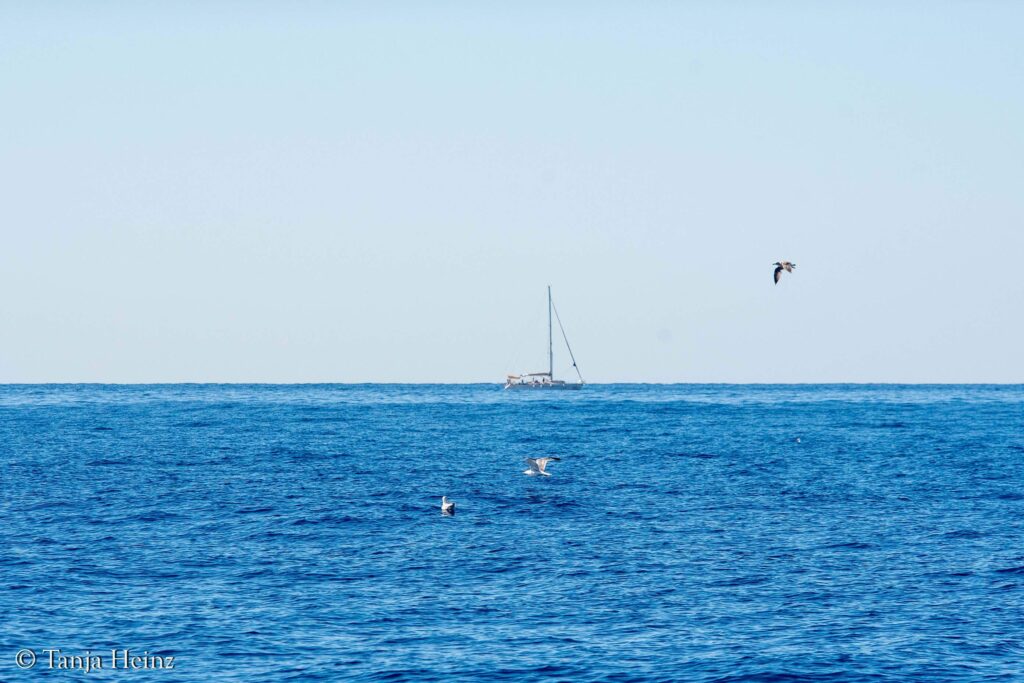 Wale beobachten in Italien