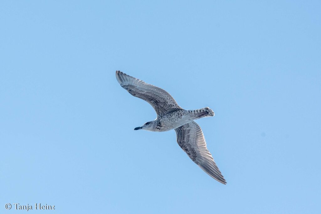 Vögel beobachten in Italien