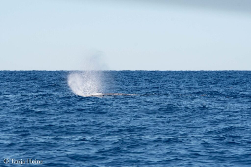 Pottwale im Mittelmeer