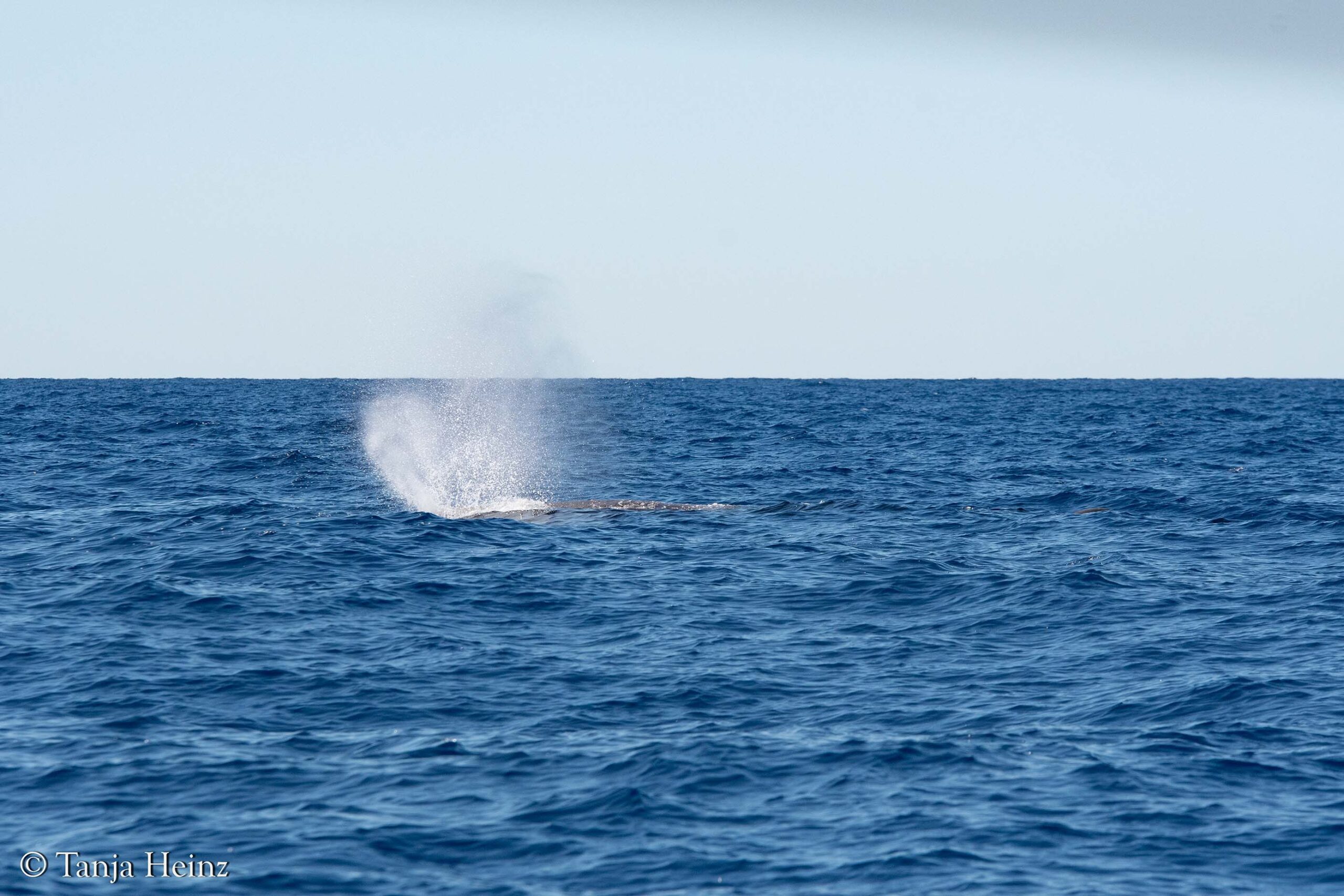 sperm whales in the Mediterranean Sea