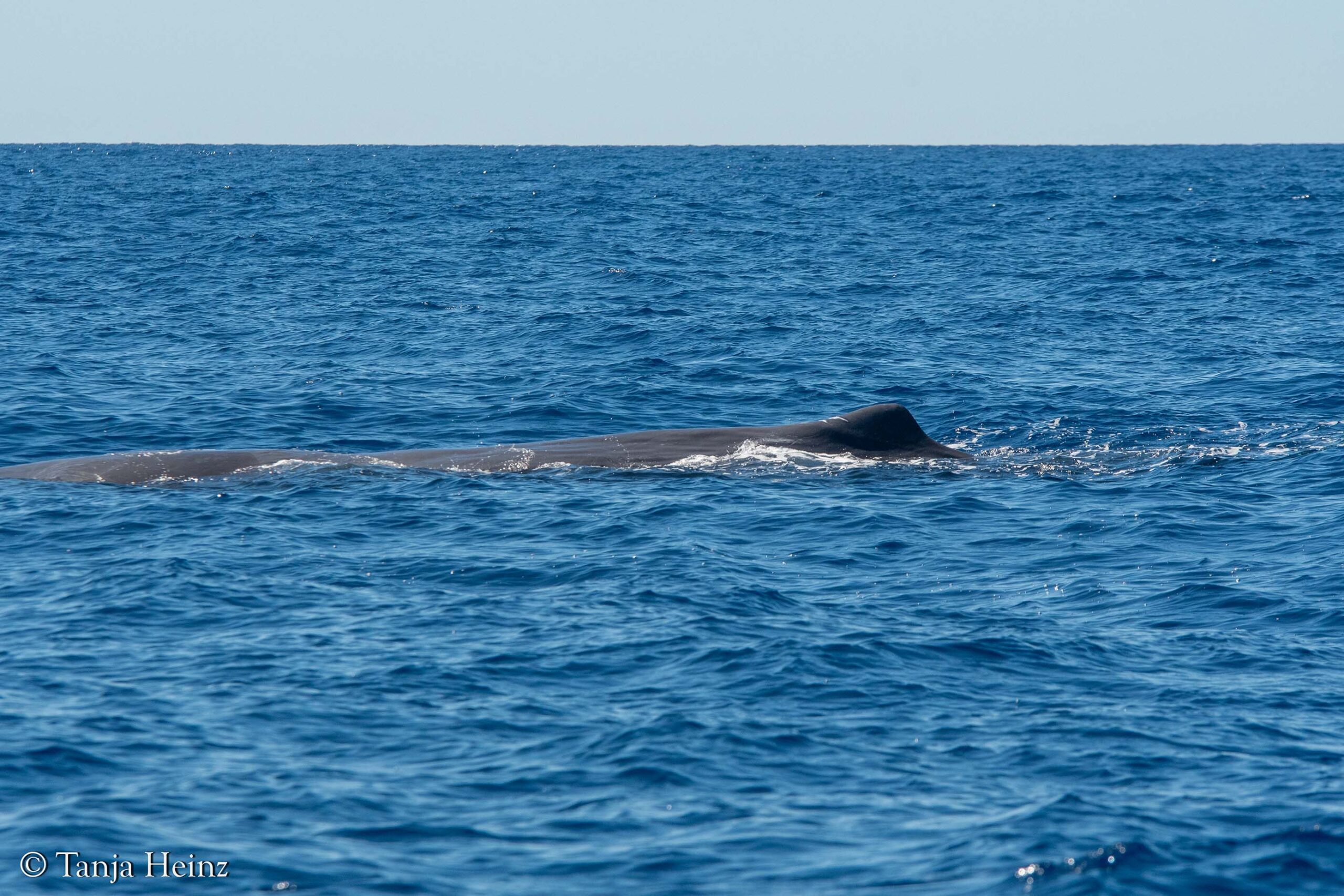 sperm whales in the Mediterranean Sea
