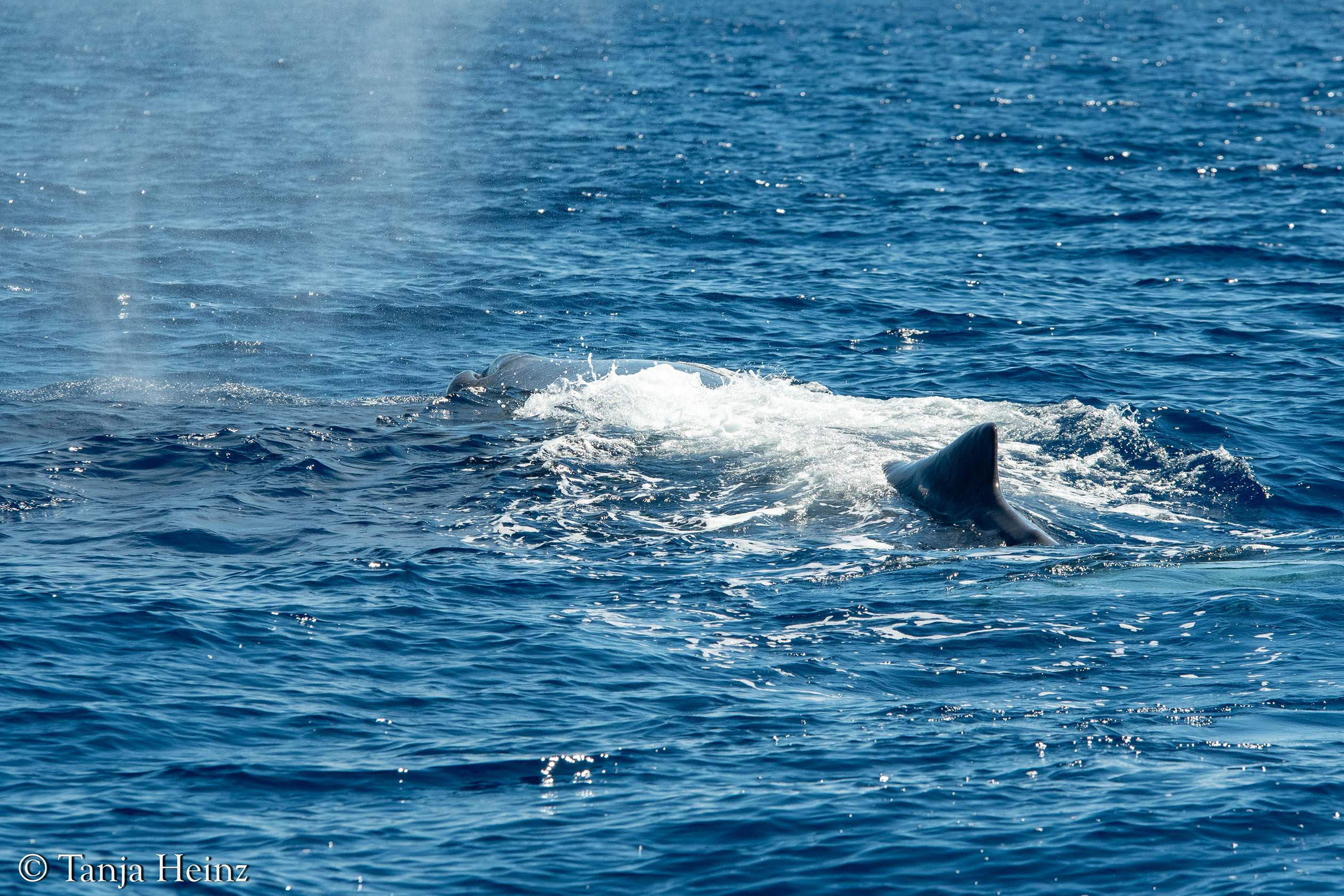 sperm whales in the Mediterranean Sea