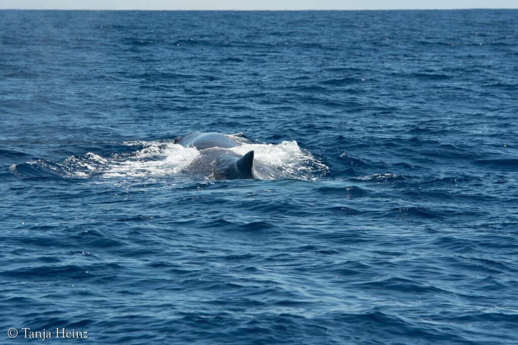 Pottwale im Mittelmeer