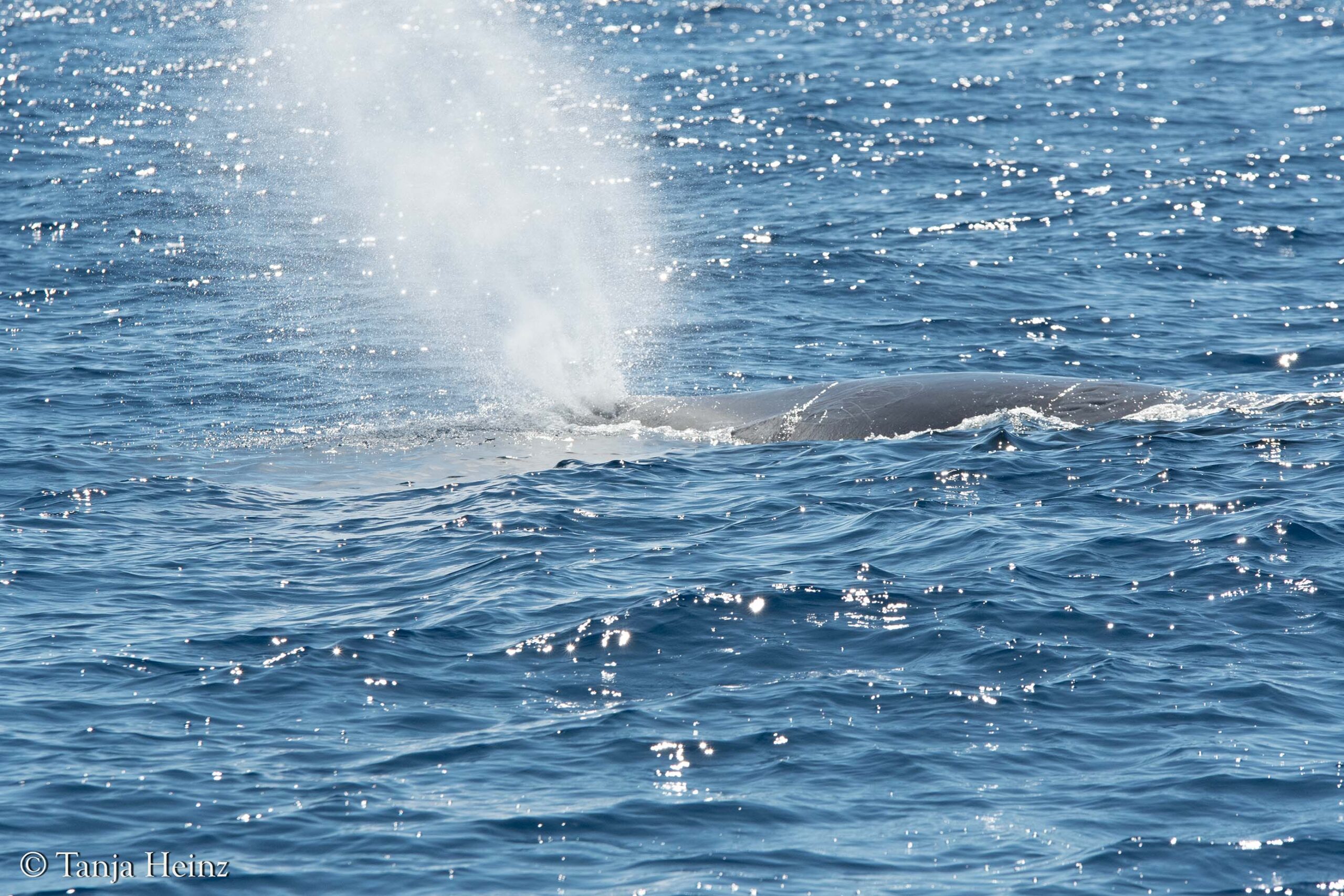 sperm whales in the Mediterranean Sea