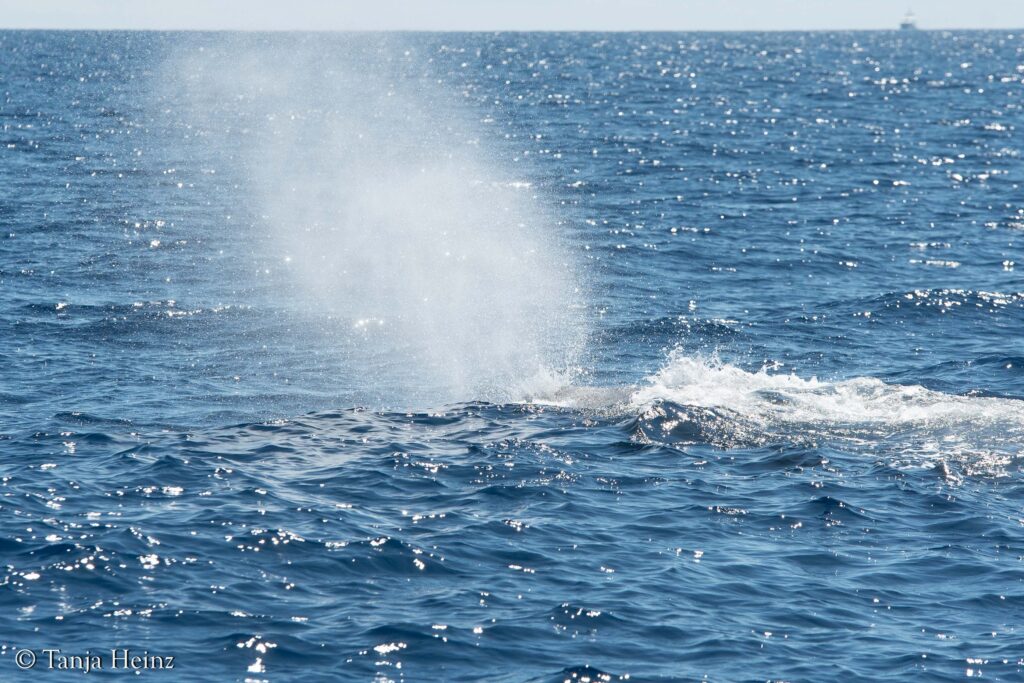 Pottwale im Mittelmeer