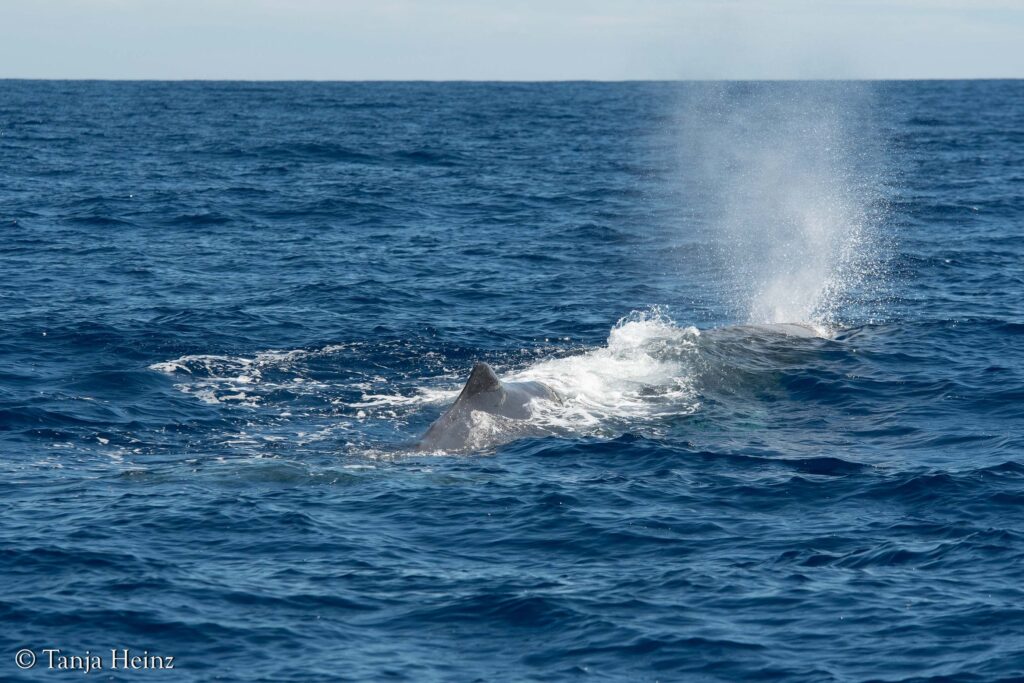 Pottwale im Mittelmeer
