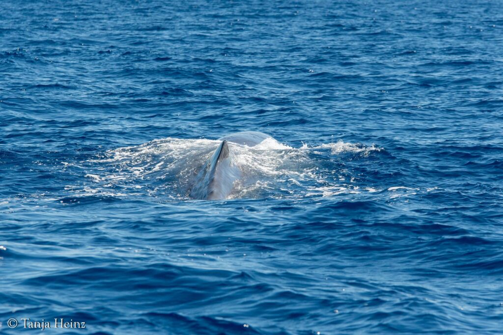 Pottwale im Mittelmeer