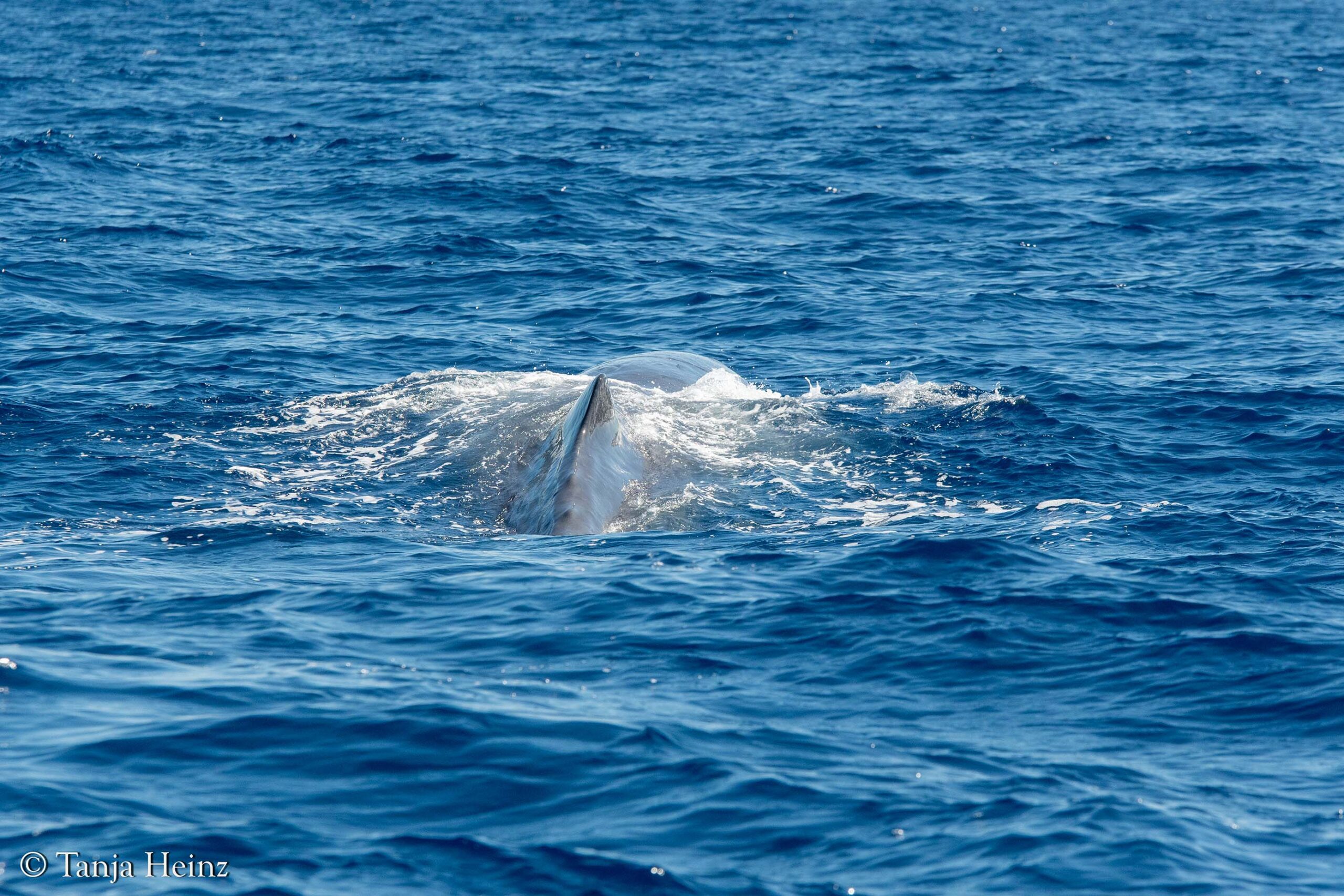 sperm whales in the Mediterranean Sea