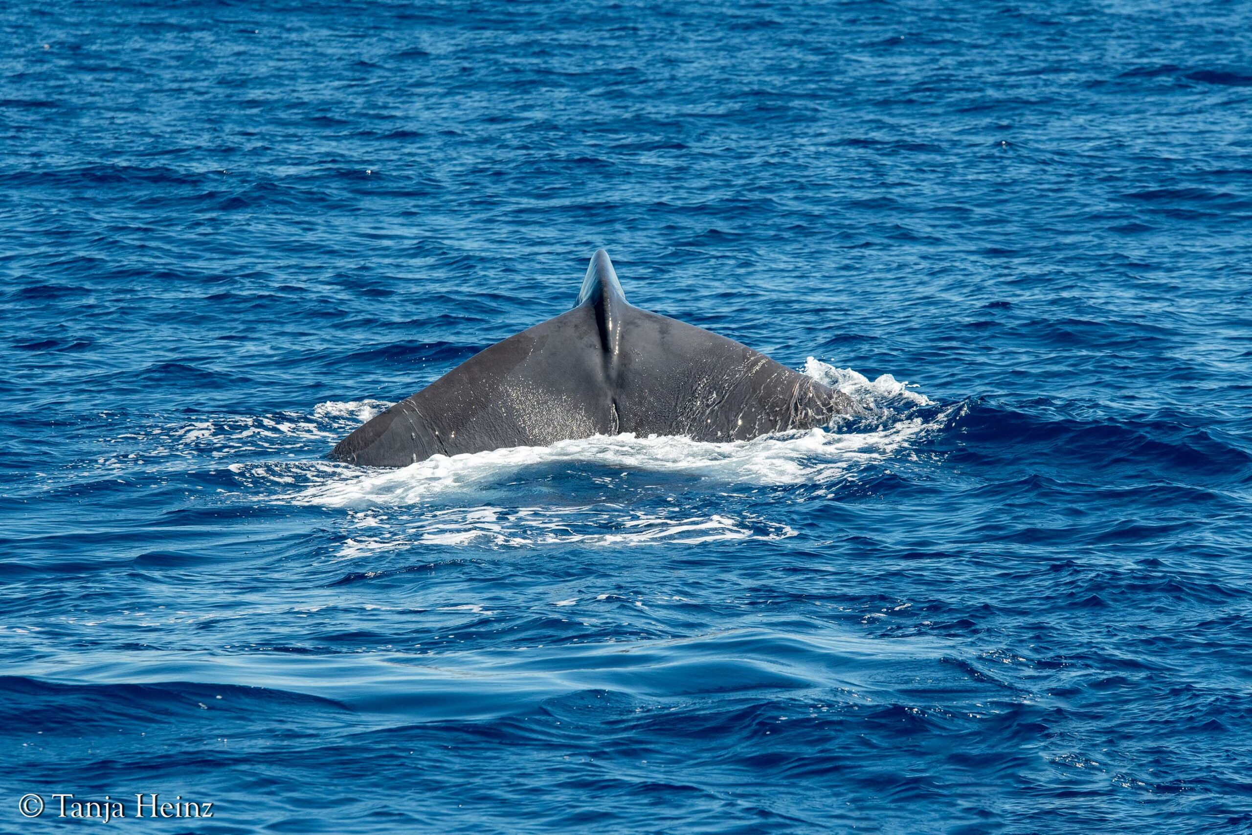 whales and dolphins in the Mediterranean Sea