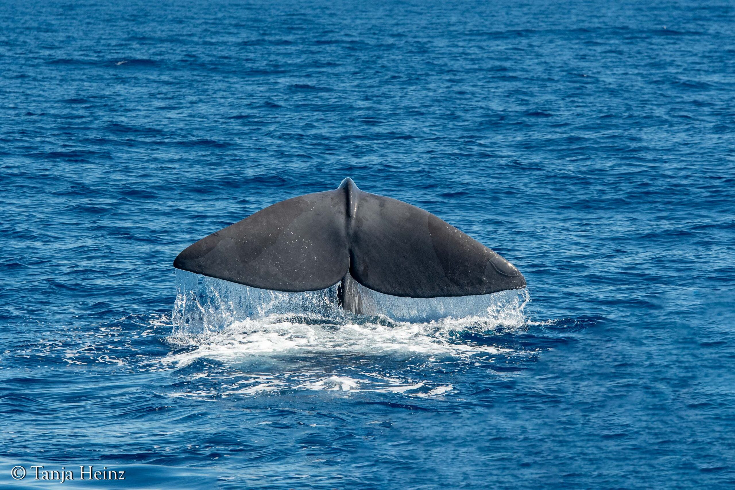 whales and dolphins in the Mediterranean Sea