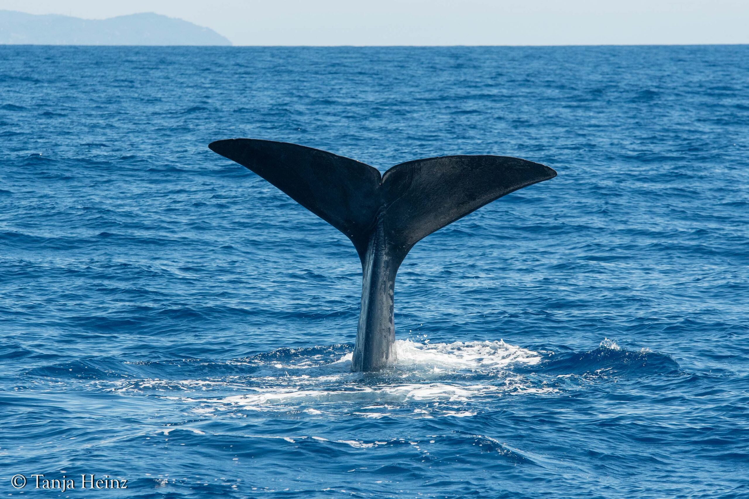 whales and dolphins in the Mediterranean Sea