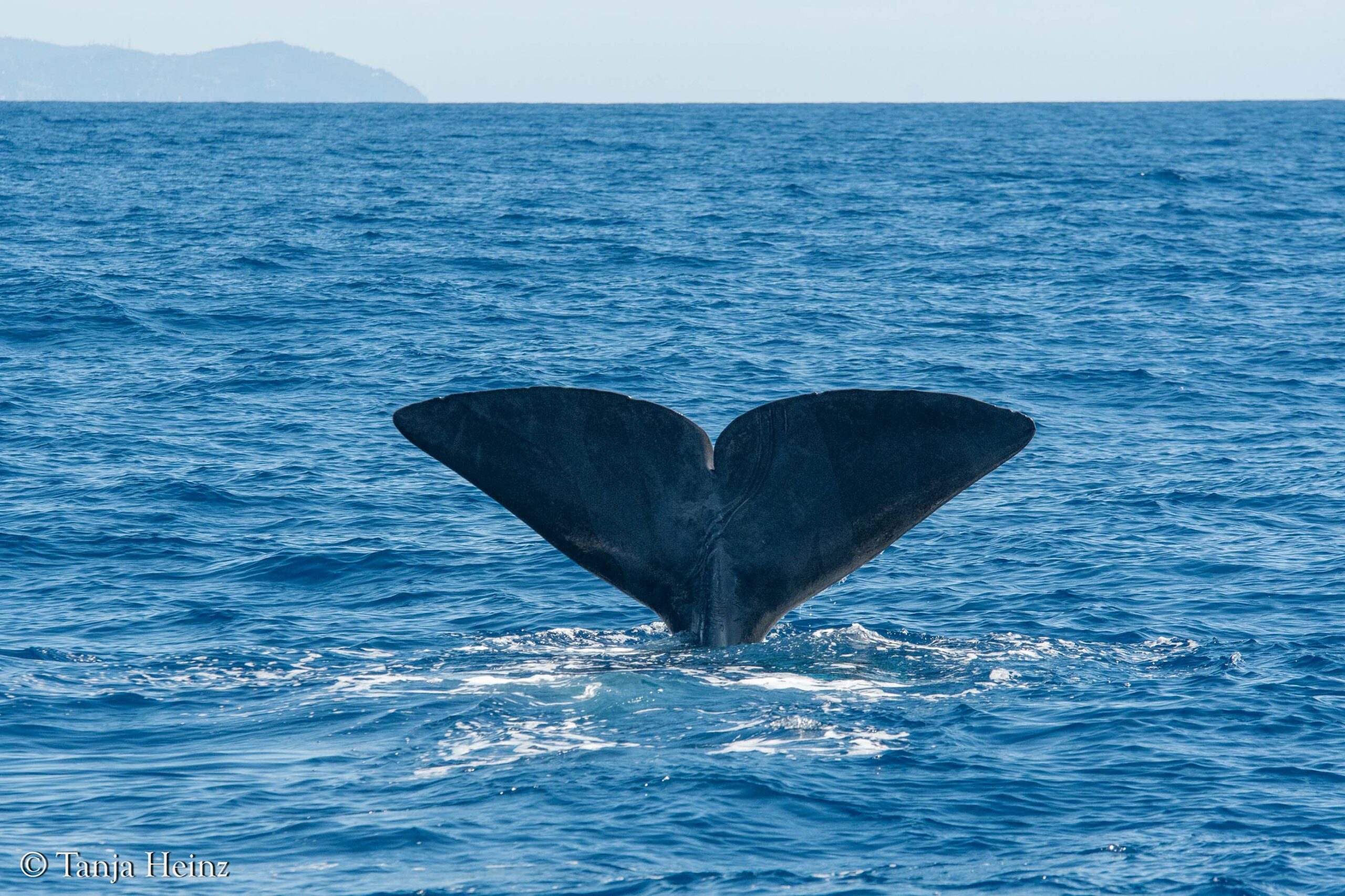 whales and dolphins in the Mediterranean Sea