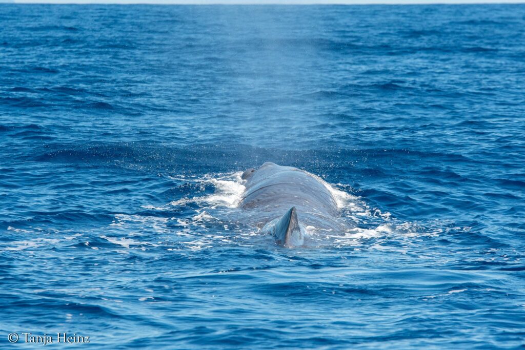 Wale und Delfine im Mittelmeer