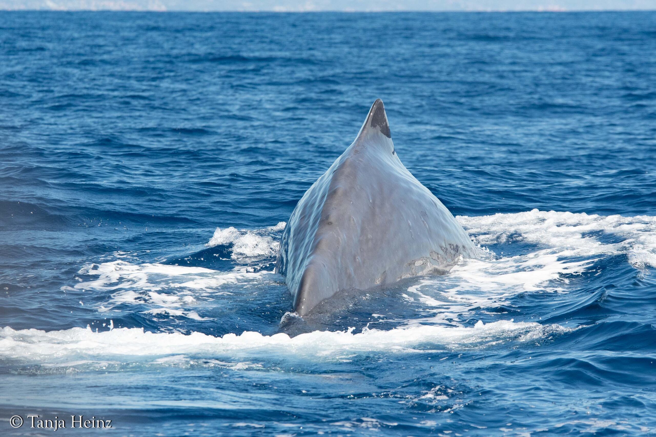 whales and dolphins in the Mediterranean Sea
