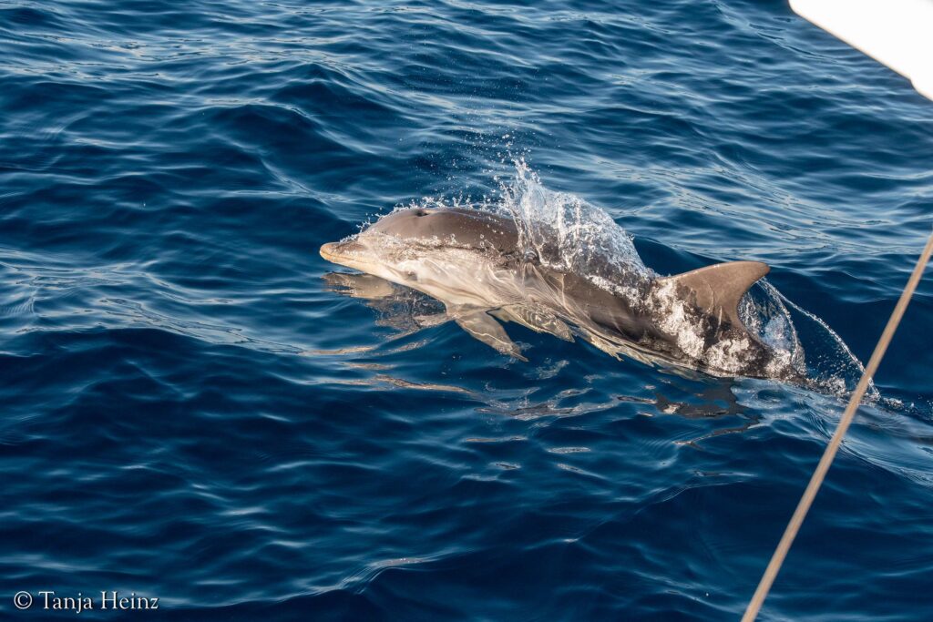 Blau-weißer Delfin in Spanien