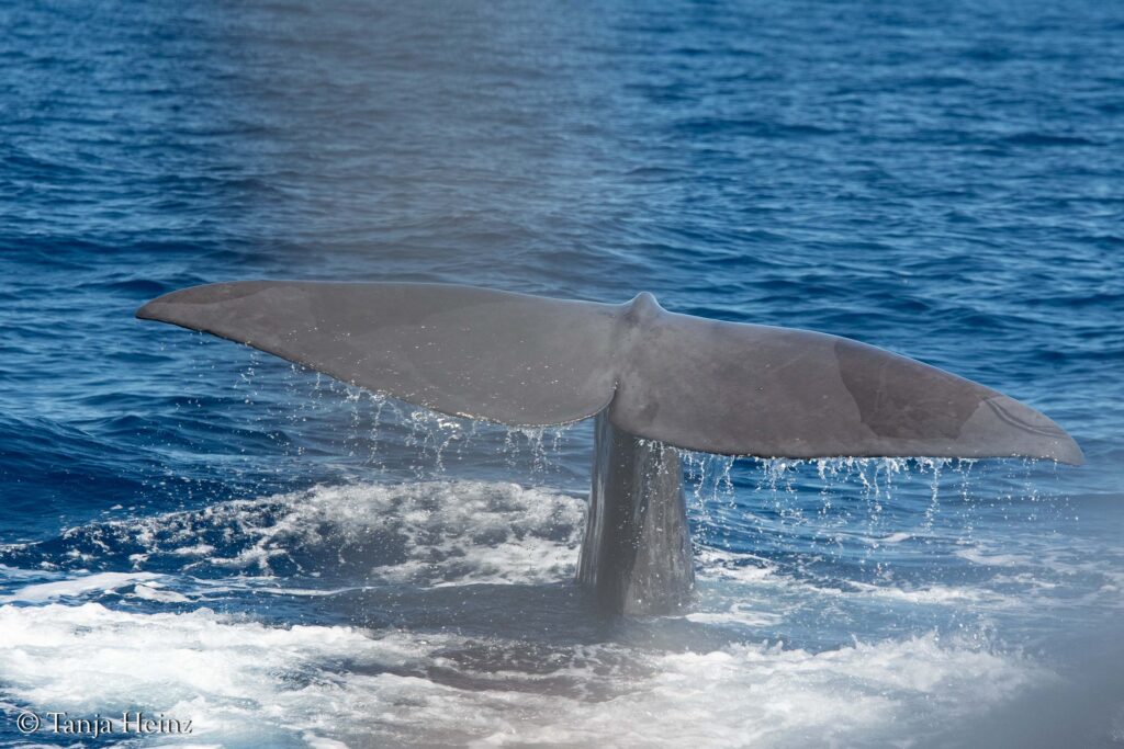 Wale und Delfine im Mittelmeer