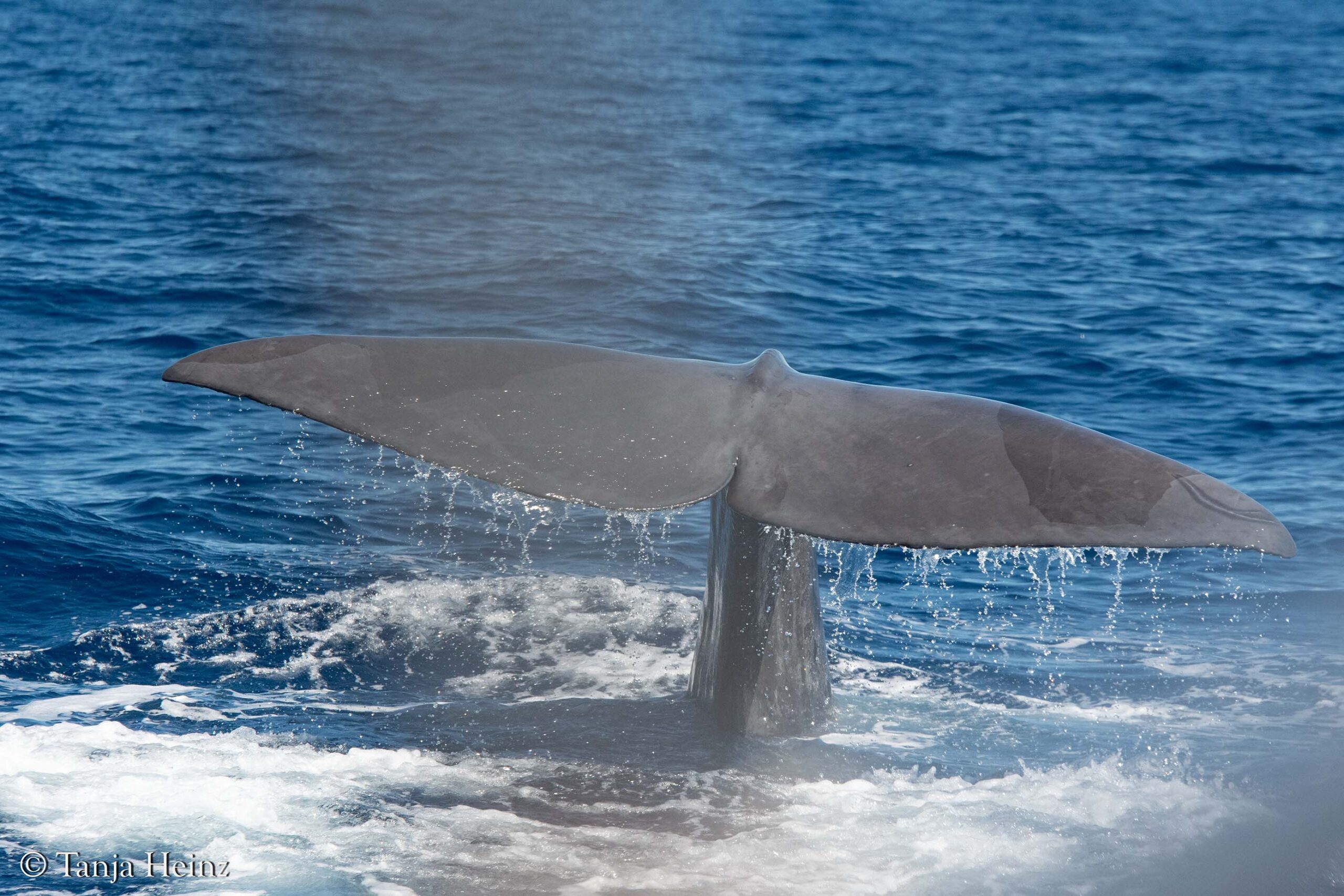 whales and dolphins in the Mediterranean Sea