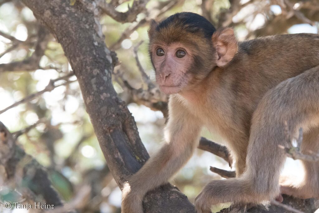 Berberaffe in Gibraltar