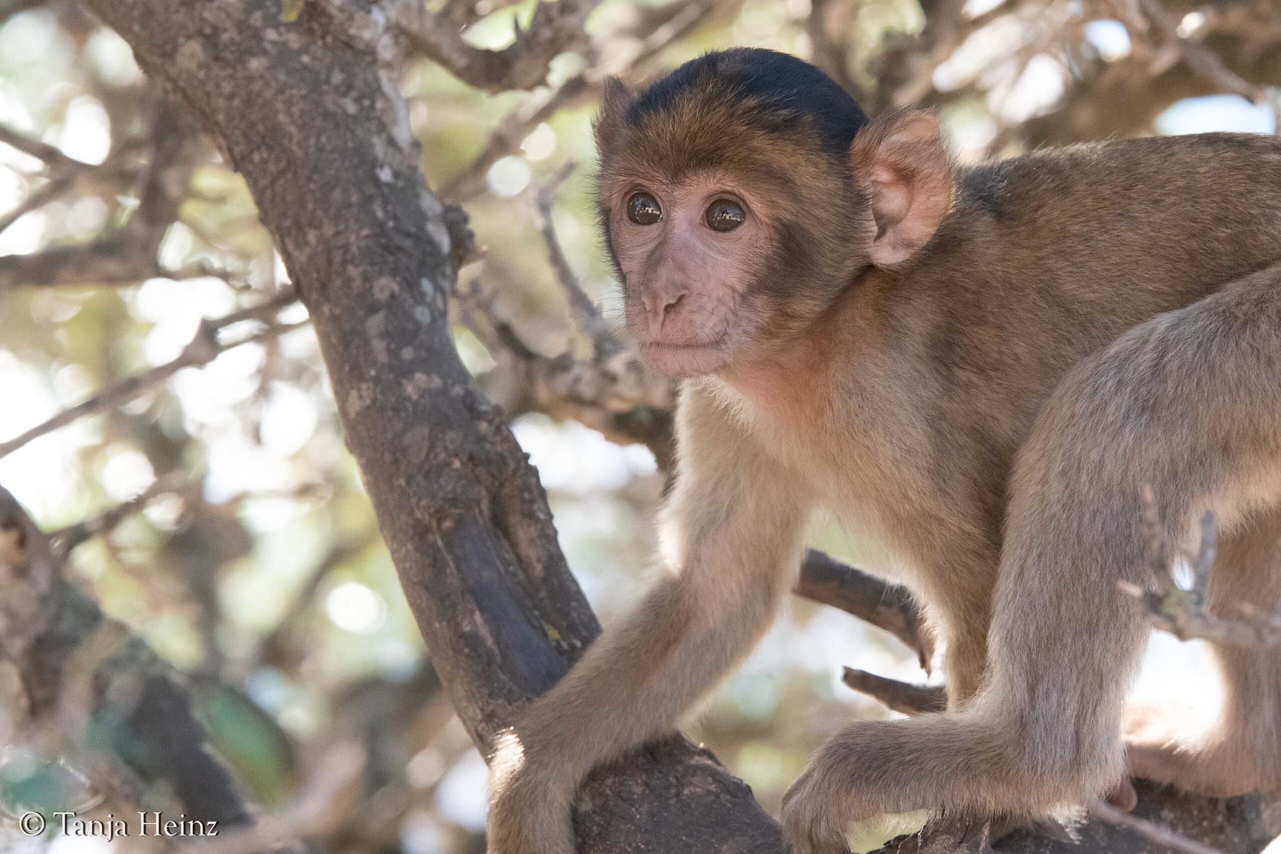 Berberaffe in Gibraltar