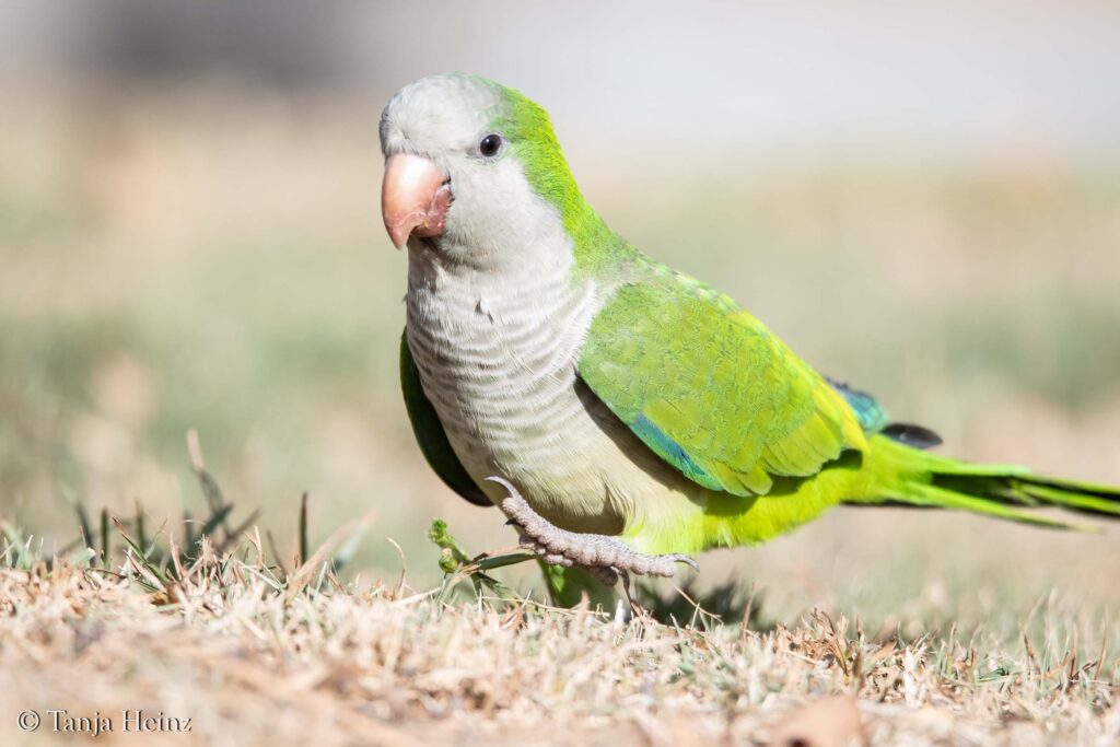 Mönchssittich in Málaga