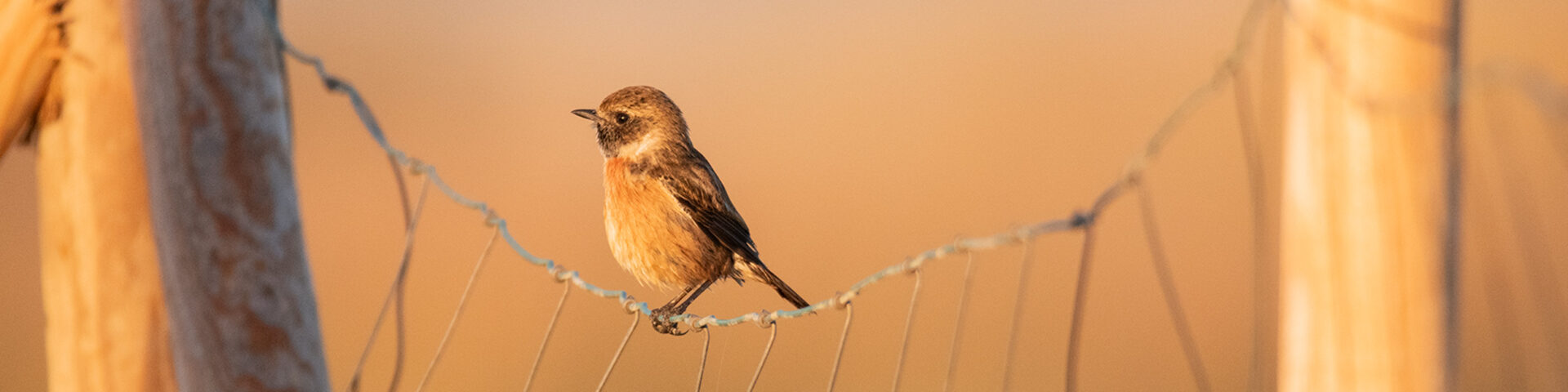 Vögel beobachten in Tarifa