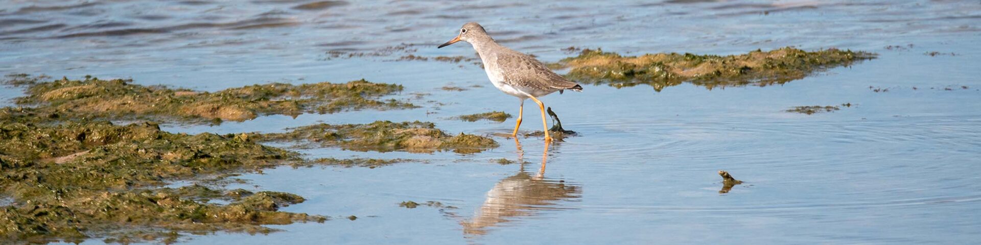 Vögel in Barbate
