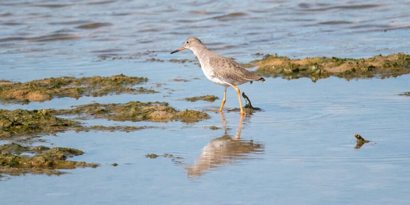 Vögel in Barbate