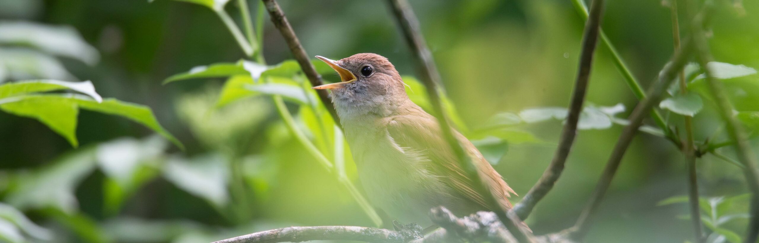 Dawn Chorus 2026